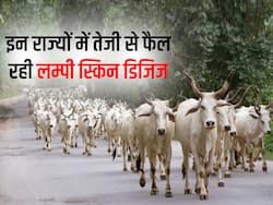 UP में अंडर कंट्रोल है लम्पी स्किन डिजिज, तो गुजरात राजस्थान में हुआ बुरा हाल, पढ़ें डिटेल्स