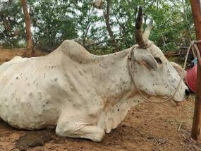 Lumpy Virus Continues To Wreak Havoc In Agra: 61 Cows Infected In 36 Villages