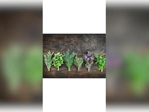 6 Natural Remedies To Prevent Migraine Headache