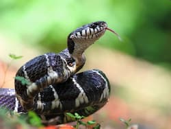 Snake Venom-Based Facial Gel Serum: Things You Should Know Before Trying It