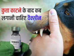 कुत्ता काटने के कितनी देर बाद लगवाना चाहिए इंजेक्शन, इन लक्षणों से पहचानें कुत्ते को रेबीज है या नहीं