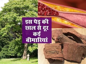 पीसकर लगाएं या घोलकर पी जाएं इस पेड़ की छाल से सिर्फ कोलेस्ट्रॉल नहीं दूर होंगी ये 5 बीमारियां, ऐसे करें इस्तेमाल