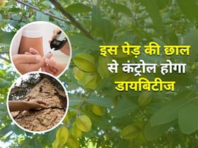 Diabetes control tips: इस पेड़ की छाल से करें बढ़े हुए ब्लड शुगर को तुरंत कम, इन 5 तरीकों से कर सकते हैं इस्तेमाल
