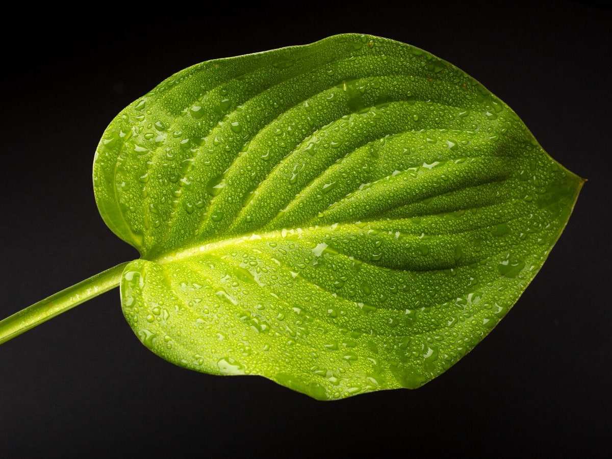 Betel Leaf: Health Benefits, Precautions And Side Effects Of This