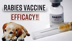 Rabies Vaccine: Can Stray Dog Bite Lead To Death, Know How Effective Is The Rabies Vaccine, Watch Video