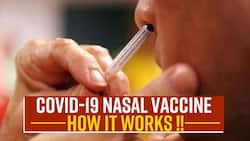 Covid Nasal Vaccine In India: Know How Effective Is The New Nasal Vaccine & Who Can Take It, Watch Video
