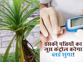 नसों में छिपी बीमारी में पिएं इस पौधे की पत्तियों का जूस! खून में शुगर की मात्रा हो जाएगी खुद-ब-खुद कंट्रोल