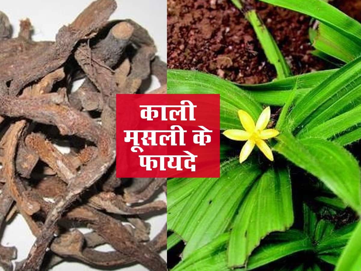 Kali Musli Benefits and Uses काली मूसली के फायदे, औषधीय गुण, लाभ और