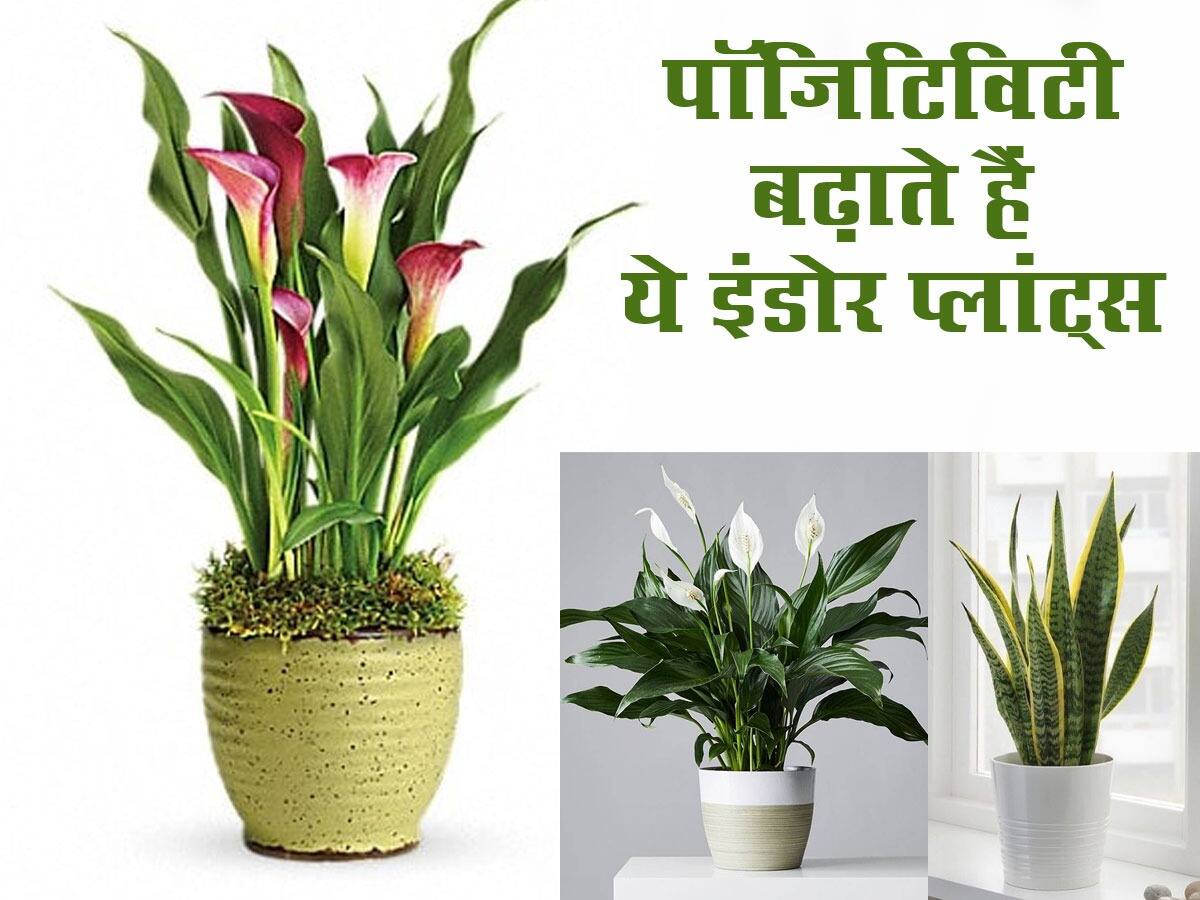 Vastu for Plants at Home in Hindi (5 Tips) by Dr.Deepa Kamari