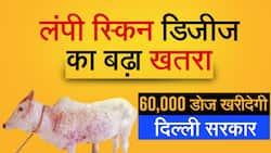 Lumpy Skin Disease: दिल्ली में लंपी स्किन डिजीज के 173 केस दर्ज, सरकार ने उठाए ठोस कदम, Watch Video