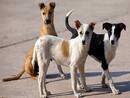 World Rabies Day: 5 Misconceptions About This Potentially Fatal Disease