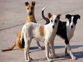 World Rabies Day: DCC Launches Vaccination Drive For Stray Dogs In Delhi