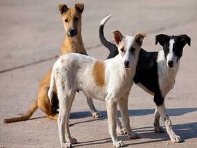 World Rabies Day: 5 Misconceptions About This Potentially Fatal Disease