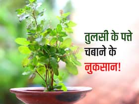 इन 5 स्वास्थ्य समस्याओं में तुलसी का सेवन बन सकता है आपके लिए 'जहर', जानें कब नहीं करना चाहिए तुलसी का इस्तेमाल