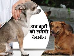 Stray dogs: रेबीज से बचने का तरीका, देश के इस राज्य में होगा सभी आवारा कुत्तों का टीकाकरण