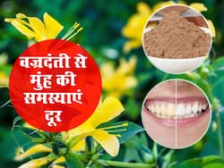Home Remedies: दांतों में पीलेपन से लेकर मुंह की बदबू तक वज्रदंती को इस तरह से इस्तेमाल करने से मिलेंगे खूब फायदे