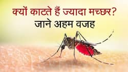 मच्छर आपको ज्यादा क्यों काटते है, जाने इसकी वजह, Watch Video