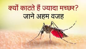 मच्छर आपको ज्यादा क्यों काटते है, जाने इसकी वजह, Watch Video मच्छर आपको ज्यादा क्यों काटते है, जाने इसकी वजह, Watch Video