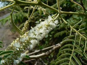 Black Catechu: Health Benefits, Uses And Side Effects Of Khadira