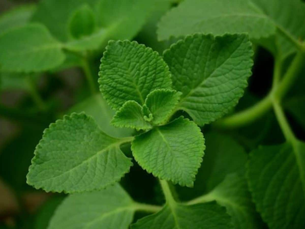 Ajwain Ke Patte Ke Fayde Ajwain Leaves Uses In Hindi सर्दीजुखाम और