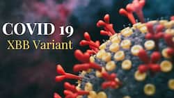 COVID-19 Fourth Wave: Omicron Variant XBB Can Infect Fully Vaccinated Individuals, Experts Warn of New Symptoms