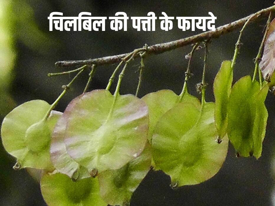 इन 5 बीमारियों का रामबाण इलाज है चिलबिल की पत्ती, पीलिया से लेकर गठ‍िया तक में है कारगर
