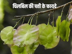 рдЗрди 5 рдмреАрдорд╛рд░рд┐рдпреЛрдВ рдХрд╛ рд░рд╛рдордмрд╛рдг рдЗрд▓рд╛рдЬ рд╣реИ рдЪрд┐рд▓рдмрд┐рд▓ рдХреА рдкрддреНрддреА, рдкреАрд▓рд┐рдпрд╛ рд╕реЗ рд▓реЗрдХрд░ рдЧрдатАНрд┐рдпрд╛ рддрдХ рдореЗрдВ рд╣реИ рдХрд╛рд░рдЧрд░