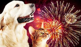Diwali Guidelines For Your Pets: How To Calm Your Anxious Pet During Diwali