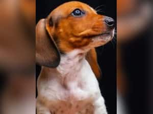 Cancer Symptoms In Dogs: 5 Warning Signs to Look Out For