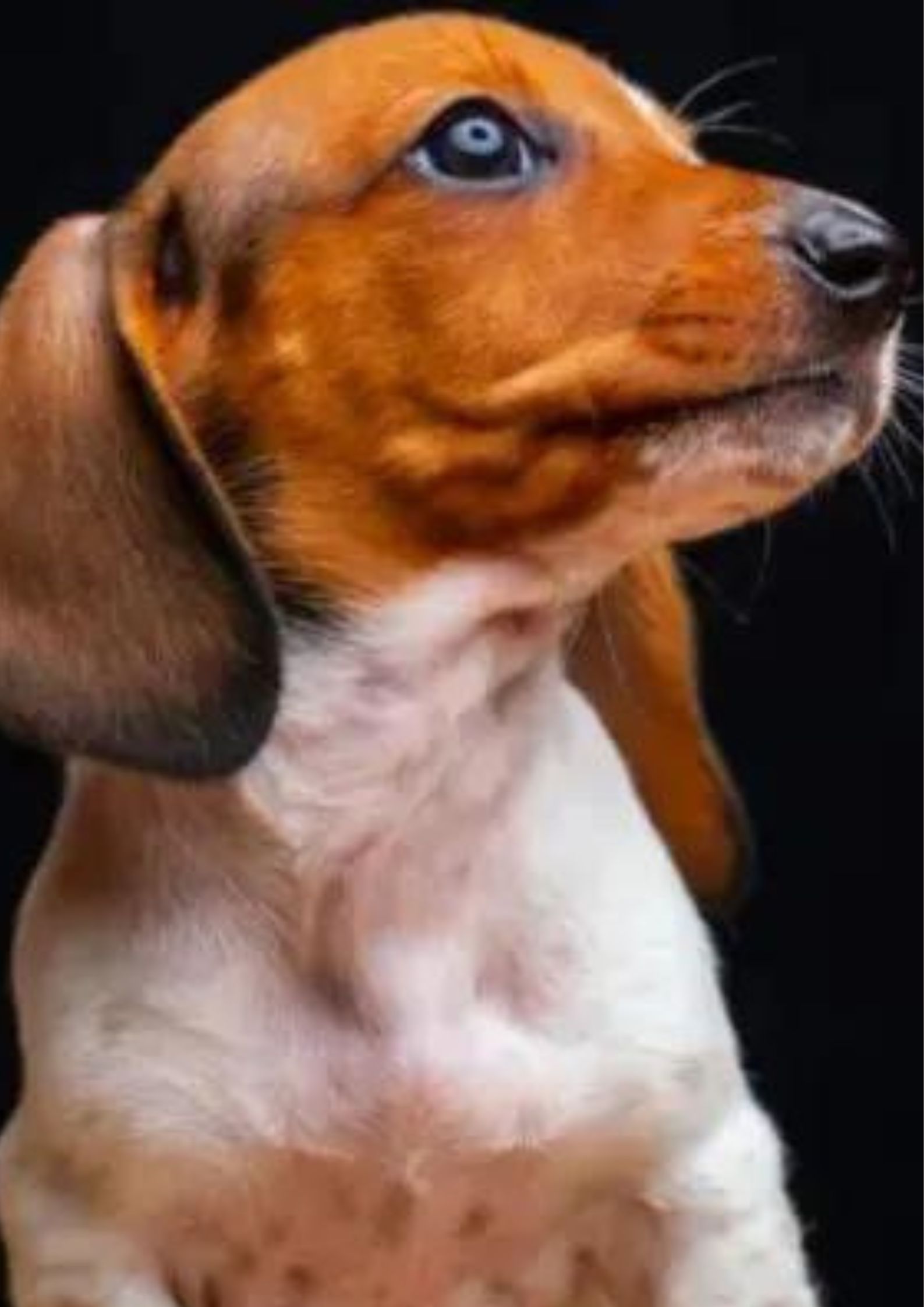 Cancer Symptoms In Dogs: 5 Warning Signs to Look Out For