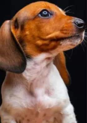 Cancer Symptoms In Dogs: 5 Warning Signs to Look Out For