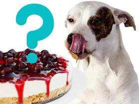 Diwali Safety For Dogs: Here's How Diwali Sweets Can Be Toxic For Your Pets