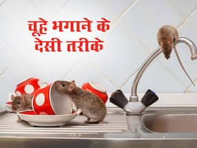 बच्चों को बीमार कर सकते हैं चूहे, घर से चूहे भगाने के लिए आजमाएं ये 3 देसी तरीके