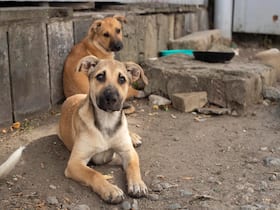 Stray dog bites In Kerala: Anti-Rabies Vaccine And Rabies Immunoglobulin Vaccine Cleared Safe And Effective