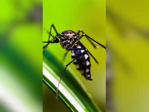 What To Eat And What Not To Eat If You Have Dengue Fever