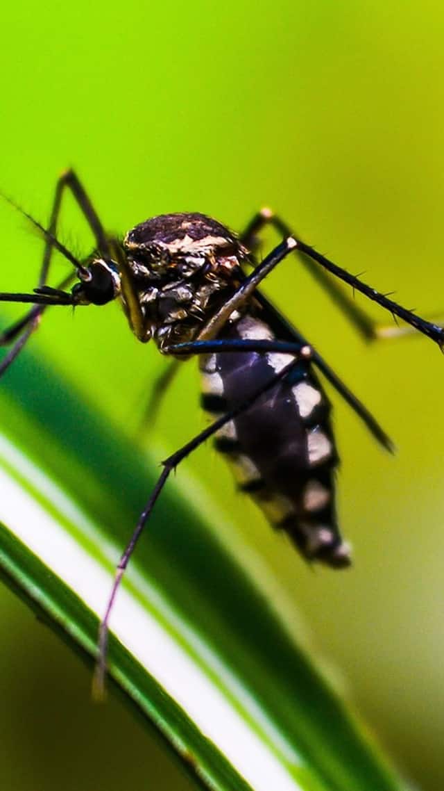 What To Eat And What Not To Eat If You Have Dengue Fever