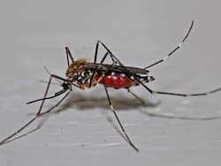 42 Fresh Dengue Cases Logged In Lucknow, Officials Begin Home Inspection