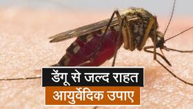 दिल्ली में डेंगू के मरीज़ 1200 के पार, करें आयुर्वेदिक इलाज, Watch Video