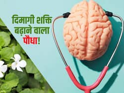 इस हरे पौधे की पत्तियों को चबाने से दिमागी शक्ति होती है बूस्ट! मेडिकल शॉप से गोली-सिरप की नहीं पड़ेगी जरूरत