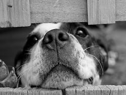 Your Dog Can Smell Cancer On You: Unusual Sniffs Saved Some Patient   s Lives