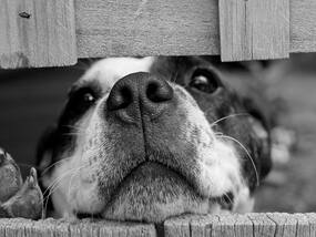 Your Dog Can Smell Cancer On You: Unusual Sniffs Saved Some Patient   s Lives