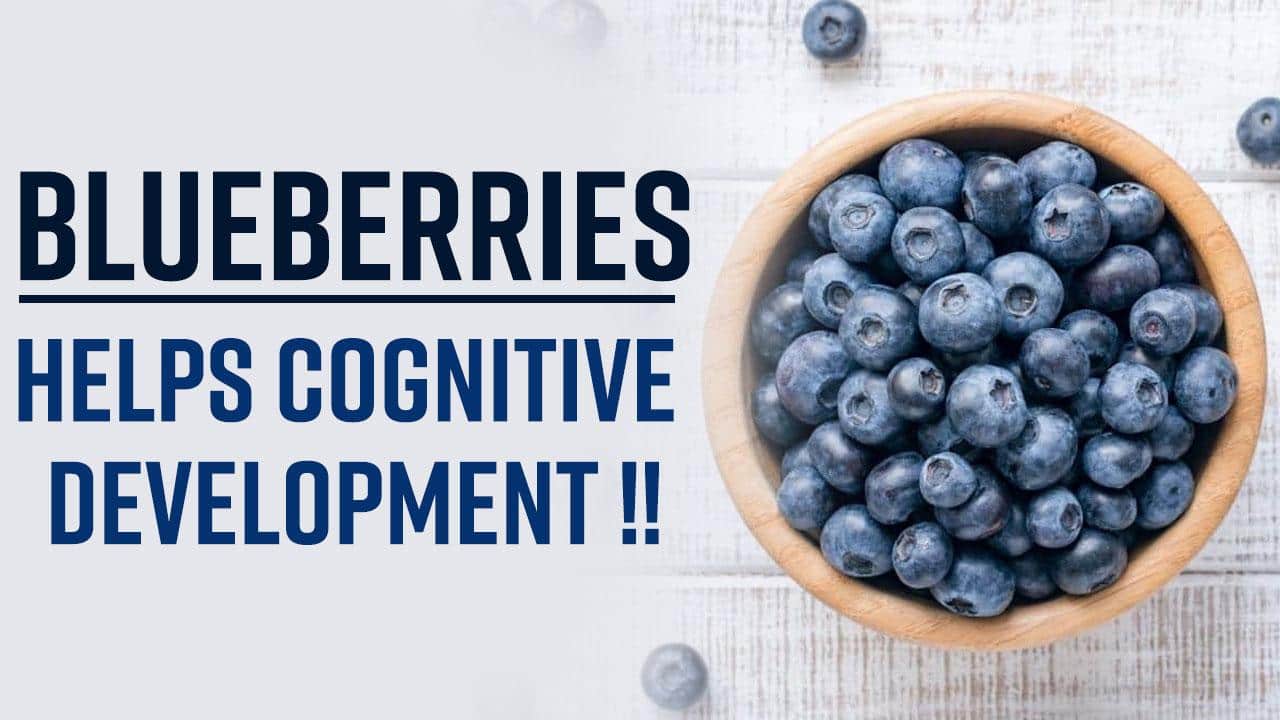 Blueberry In Cognitive Development Benefits of Blueberries, Know How