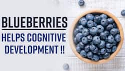Blueberry In Cognitive Development: Benefits of Blueberries, Know How It Protects Your Brain, Watch Video