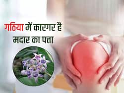 गठिया के दर्द का पुराना इलाज है मदार का पत्ता, जानें इस्तेमाल का तरीका और फायदे