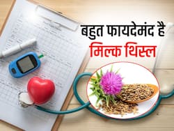 Milk Thistle: दिल की बीमारियों समेत कई रोगों को दूर करता है मिल्क थिस्ल, जानें इसके फायदे और इस्तेमाल का सही तरीका