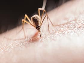 Dengue Causing Aedes Smells And Then Bites: Are You A Mosquito magnet?