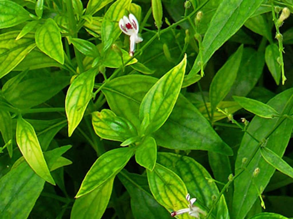 Green Chiretta Health Benefits, Uses And Side Effects Of Kalmegh
