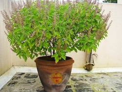 Made Better With Tulsi: Better Fitness, Lesser Stress And Tastier Brew