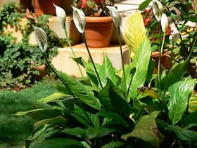 Peace Lily: Why You Must Keep This Plant Indoors?
