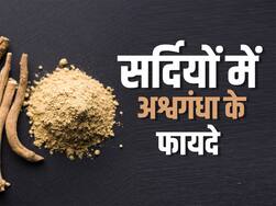 सर्दियों में अश्वगंधा के सेवन से दूर हो जाती हैं ये 4 बीमारियां, न्यूट्रीशनिस्ट से जानिए अश्वगंधा के सेवन की विधि